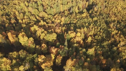 Aerial looking down on autumn colored mixed northern forest early morning light Stock Footage 291707856