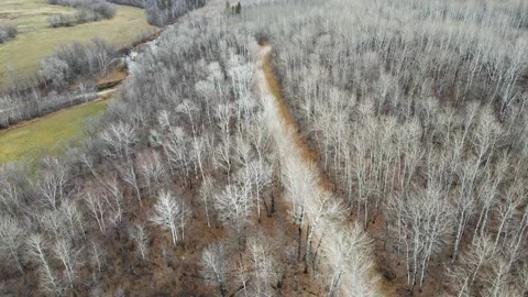 Aerial looking down onto a dirt road cutting through a forest of aspen trees  Stock Footage 220451996