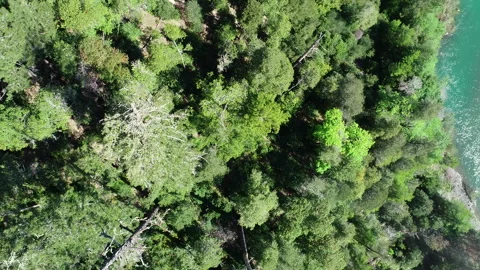 Aerial looking down at forest and river Stock Footage 259835937