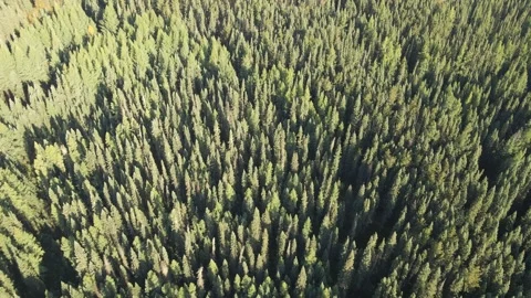 Aerial looking down into a forest of tall slender evergreen trees  Stock Footage 251218186
