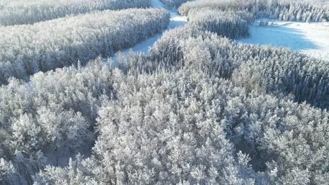 Aerial looking down at a frost covered boreal forest with a curving snowy road  Stock Footage 230919980
