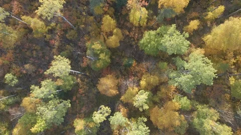 Aerial looking straight down on autumn colored mixed northern forest Stock Footage 291707754