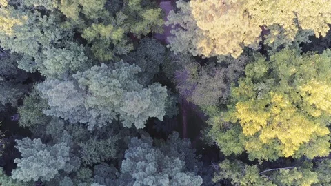 Aerial Looking Straight Down over Trees Footage Duke Forest Durham NC 動画素材 97313801