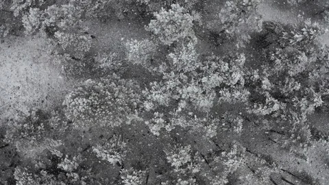 Aerial: looking straight down into pine forest in heavy snowstorm Stock Footage 127271974