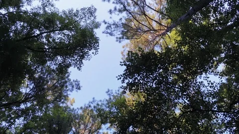 Aerial Looking Straight Up Moving Under Forest Footage Duke Forest Durham NC 動画素材 97366034