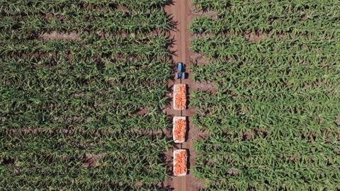 Aerial looks down onto tractor pulling trailers thru banana plantation Stock Footage 328200392
