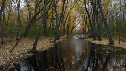 Aerial low, along small river in autumn, maples falling leaves, 4k Stock Footage 97486161