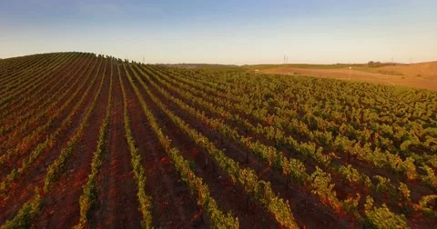 Aerial low altitude flight over vineyard hill landscape in California sunset 4K. Stock Footage