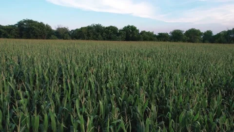 Aerial low angle flying over a midwest field Stock-Footage 158357104