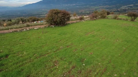 Aerial low angle rise over green field with beehives and dirt road Stock Footage 337459722