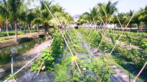 Aerial-low-angle-shot-of-organic-vegetable-plantation-field Stock Footage 345324045