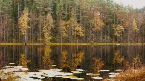Aerial low angle view over the surface of pond in autumn forest, Europe Stock Footage 230248432