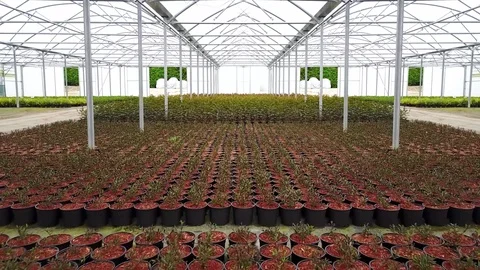 Aerial Low Dolly Shot  Inside Greenhouse Stock Footage 122054495