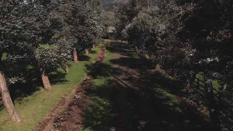 Aerial. A low drone view of an eucalyptus forest pathway. HD. Video stock 138661939