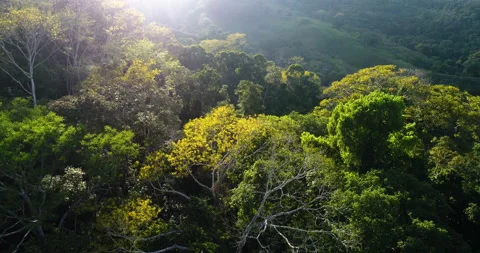 Aerial Low Like Eagle Over Colorful Sun Lite Jungle Trees In The Forest Valley Vidéo 135716396