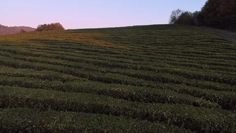 Aerial low flight above tea plantation Stock Footage 101834668