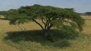 Aerial: Low Flight Over Golden Wheat Field And Acacia Tree Canopies In Africa Stock Footage