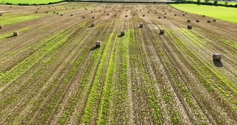 Aerial Low Flight over Stubble Field Covered with Round Straw Bales Stock Footage 341853222