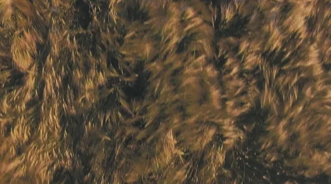 AERIAL: Low flight over wheat Stock Footage 64237011