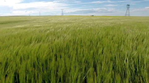 Aerial: Low flight over wheat field daytime with power lines Stock Footage 72395783