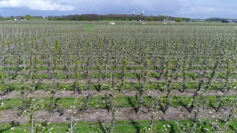 Aerial low flight over young orchard growing fruit apples and pears 4k Stock Footage 75241069