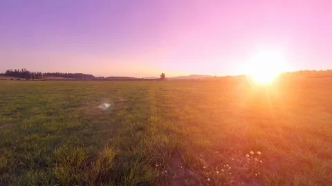 Aerial Low Fly Over Grass Field, Cinematic Sunset Purple Sky Sunset Landscape Stock Footage 99534012