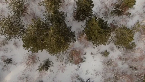 Aerial low fly over trees and snow on mount Etna (Sicily) Stock Footage 104599318