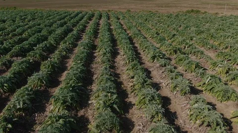 Aerial low fly view of a field of artichokes in Sicily Stock Footage 104600167