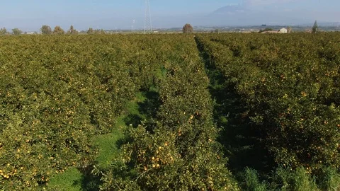 Aerial low fly view of an orange plantation in Sicily (Italy) Stock Footage 104600374