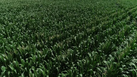 Aerial Low Flyover of Corn Field Stock Footage 114891636
