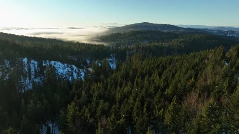 Aerial low forward flight over spruce trees showing misty valleys Stock Footage 336446210