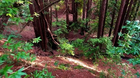 Aerial Low-Height Pass Down Slope Through Redwoods 库存影片 97249588