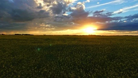 Aerial low level flyover of canola field into sunset Video stock 72469861