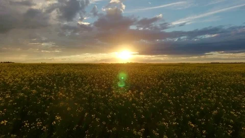 Aerial low level flyover of canola field into sunset Stock-Footage 72471256
