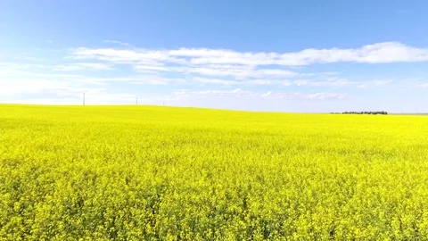 Aerial low level flyover of yellow canola farm field summer day Stock Footage 72468158