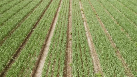 Aerial low level forward fly clip over an onion crop field Stock Footage 205334328