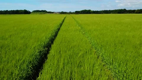 Aerial low level forward flying clip over barley field in English Countryside Stock Footage 197596240