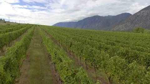 Aerial low level view closeup of a vineyard in the Okanagan Stock Footage 72138988