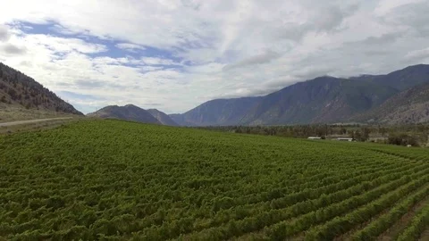 Aerial low level view moving backwards of a vineyard in the Okanagan Stock Footage 72138423