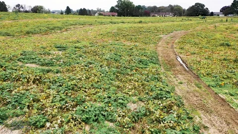 Aerial low long pass over a pumpkin patch in rural Pennsylvania. Concept: 库存影片 99121872