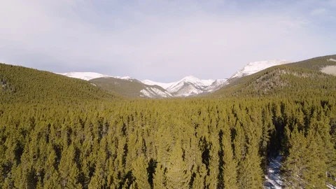Aerial - Low over dense forest, approaching snowcapped mountain range Stockbeeldmateriaal 100375484