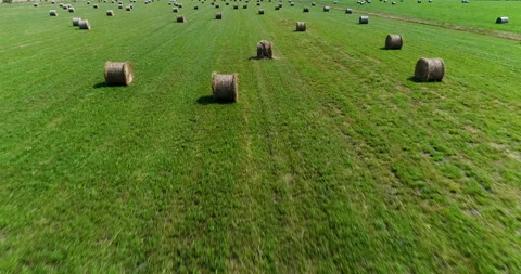 Aerial Low Over Dotted Round Hay Bales Laying In Field Right To The Horizon Video stock 199813782