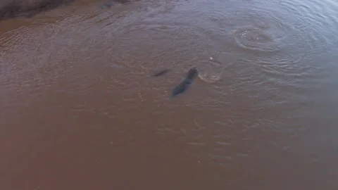 Aerial low over hippo pod Stock Footage 172159953