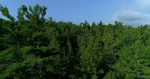 Aerial Low Over Pristine Wilderness Forest And Pass Large Pines On Sunny Day Video stock 187992248