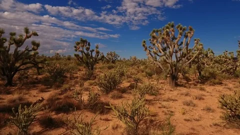 Aerial low pass through a Joshua Tree forest in the Mojave Desert Stock Footage 79354445