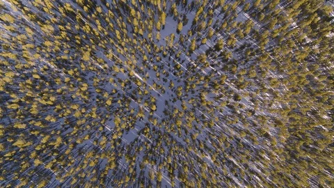 Aerial - Lower over dense pine tree forest in Colorado Stockbeeldmateriaal 100375195