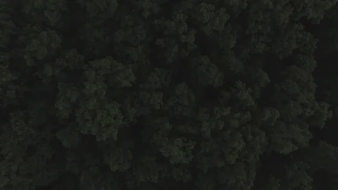 Aerial Lowering Down to Scary Forest Stock Footage 75583466