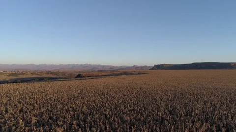 Aerial LS of huge cornfield stretching into the distance Video stock 79659655