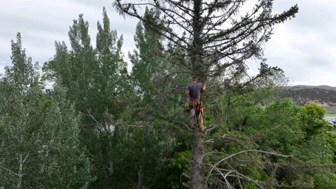 Aerial lumberjack in dead pine tree cutting limbs 2 4K Stock Footage 246900213