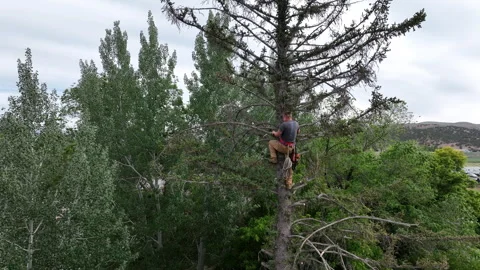 Aerial lumberjack in dead pine tree cutting limbs 1 4K Stock Footage 246900401